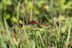 Sympetrum internum