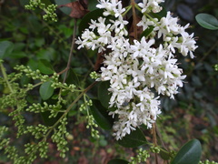 Ligustrum sinense