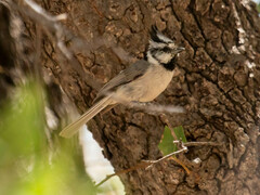 Baeolophus wollweberi