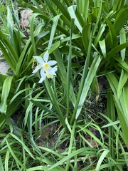 Narcissus