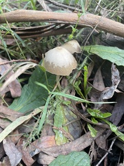 Mycena galericulata