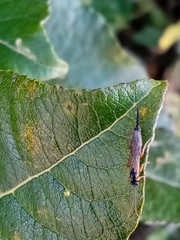 Itoplectis conquisitor