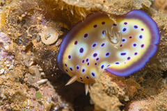 Goniobranchus kuniei