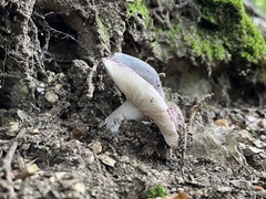 Russula cyanoxantha
