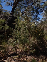 Grevillea longifolia
