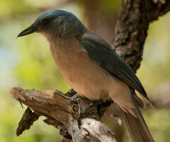 Aphelocoma wollweberi