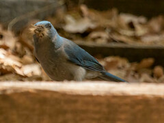 Aphelocoma wollweberi