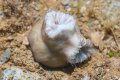 Heteropsammia cochlea