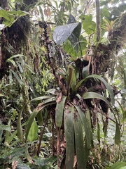 Tillandsioideae
