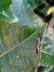 Itoplectis conquisitor