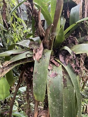 Tillandsioideae