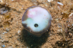 Heteropsammia cochlea