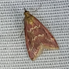 Pyrausta signatalis