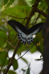 Papilio polymnestor