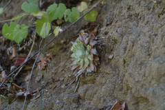 Dudleya pulverulenta