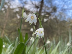 Leucojum aestivum