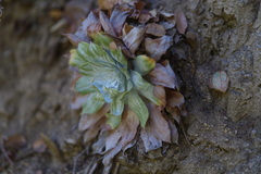 Dudleya pulverulenta