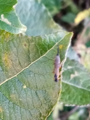 Itoplectis conquisitor