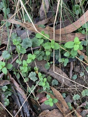 Veronica calycina