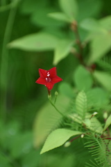 Ipomoea quamoclit