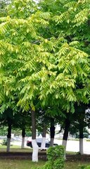 Juglans mandshurica
