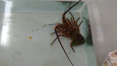Panulirus inflatus