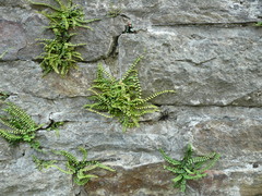 Asplenium trichomanes