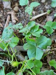 Oxalis debilis