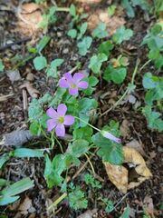 Oxalis debilis