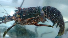 Panulirus inflatus