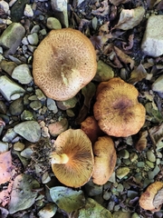 Paxillus