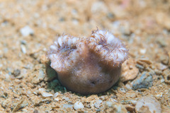 Heteropsammia cochlea