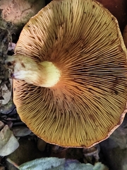 Paxillus