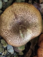 Paxillus