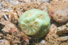 Heteropsammia cochlea