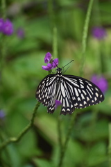Papilio clytia