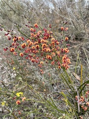 Daviesia brevifolia