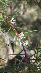 Hakea sericea