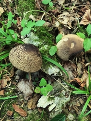 Leccinellum pseudoscabrum