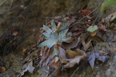 Dudleya pulverulenta