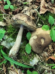Leccinellum pseudoscabrum