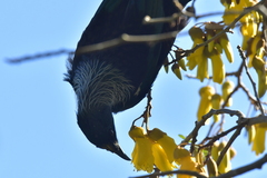 Prosthemadera novaeseelandiae novaeseelandiae