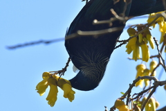 Prosthemadera novaeseelandiae novaeseelandiae