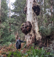 Eucalyptus viminalis