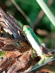 Cicadella viridis