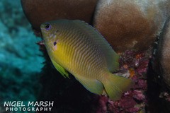 Pomacentrus amboinensis