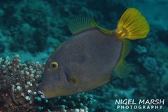 Cantherhines dumerilii