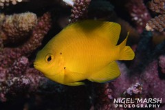 Pomacentrus moluccensis