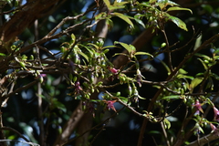 Fuchsia excorticata