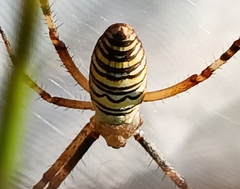 Argiope bruennichi